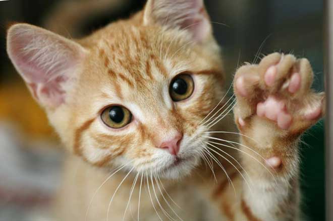 Cat Scratching Solutions Please Do Not Declaw Catscratching Com